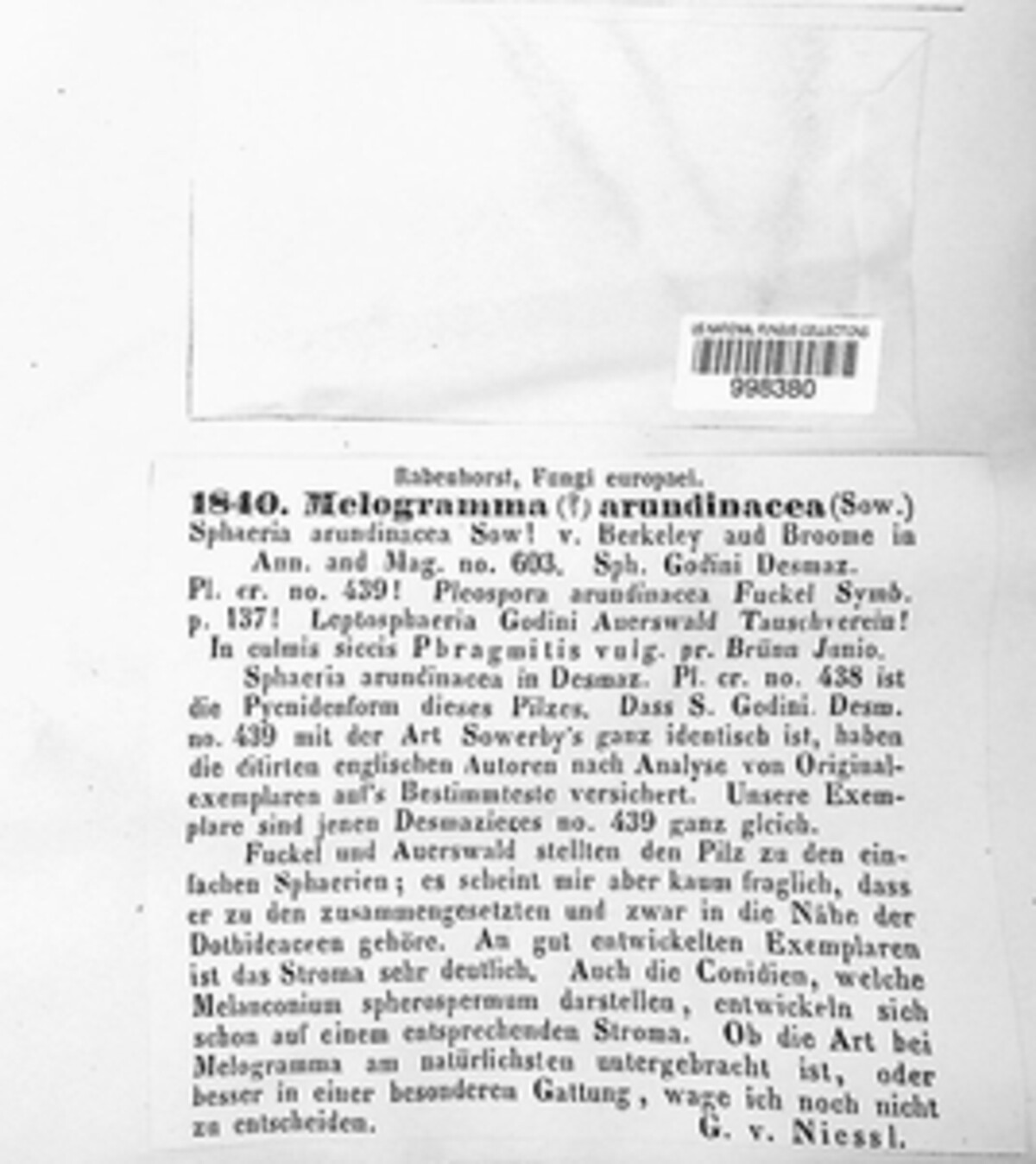 Melogramma arundinaceum image